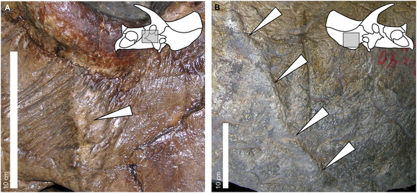 periosteal reactive bone in selected specimens of Triceratops